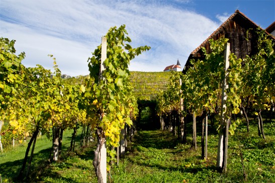 Styryjskie winnice, Podravje.