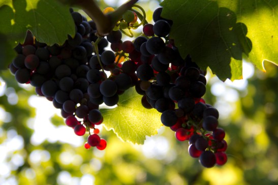 Winnica Strnad. Kozjansko, Podravje.