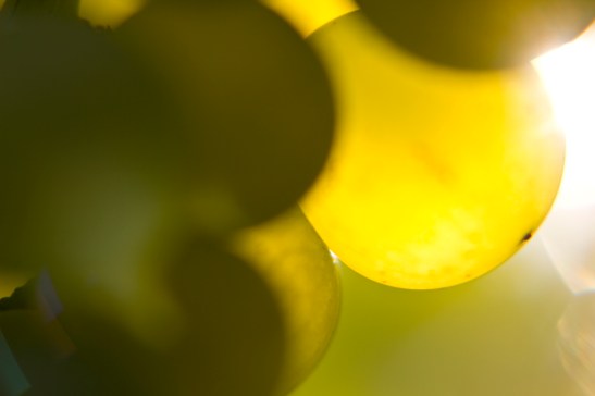 Winnica Strnad. Kozjansko, Podravje.