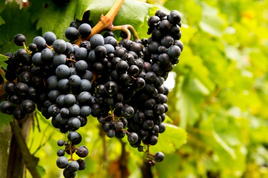 © Damian Buraczewski