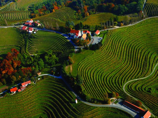 Winnice w Jeruzalem, materiały prasowe P&F Wineries