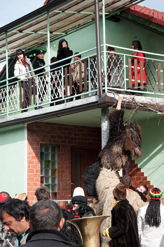 Niedźwiedź próbuje dostać się do panien