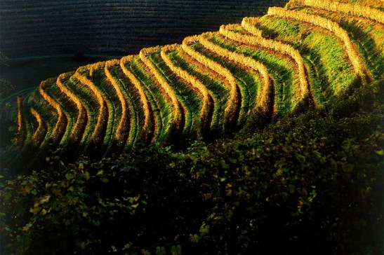 Winnice w okolicach miasta Ptuj. Materiały prasowe Pullus.