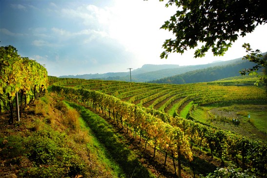 Wzgórza w okolicach miasta Ptuj. Materiały pras. Pullus.